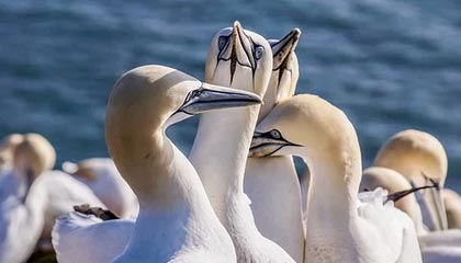 热那亚客场惜败，积分榜逐渐下滑