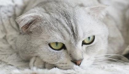 凯泽斯劳滕遭遇惨败，实力不济暴露无遗