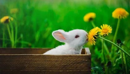 双方球队在比赛中展现出了非凡的表现：激情、技巧与荣耀的交响